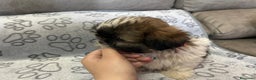 Shih Tzu perros en venta: Machitos de shihtzu - Anuncio 6