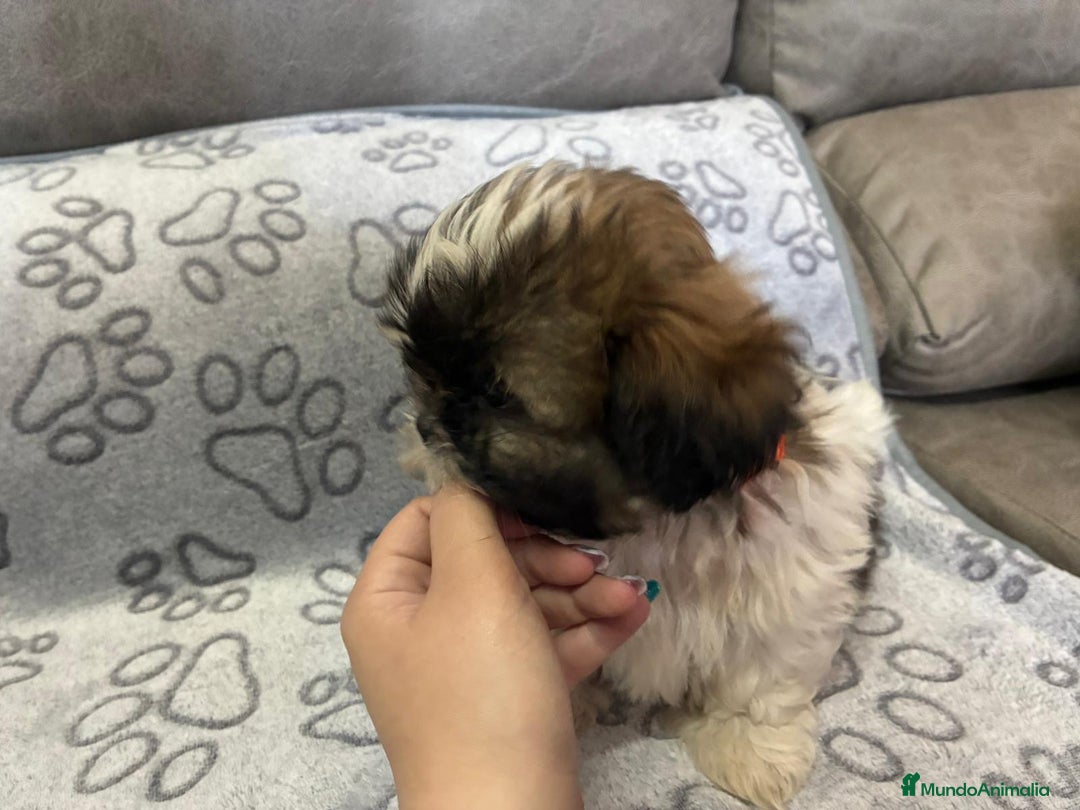 Shih Tzu perros en venta: Machitos de shihtzu - Anuncio 6