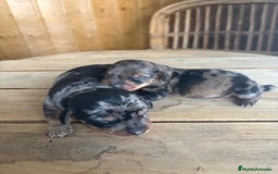 Teckel perros en venta: Dachshund   - Imagen 3