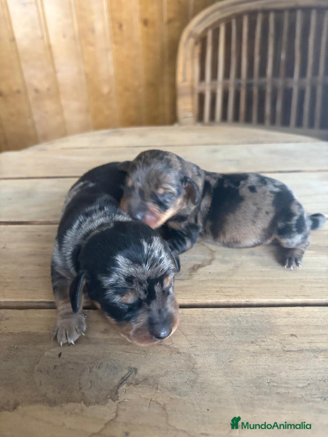 Teckel perros en venta: Dachshund   - Imagen 3