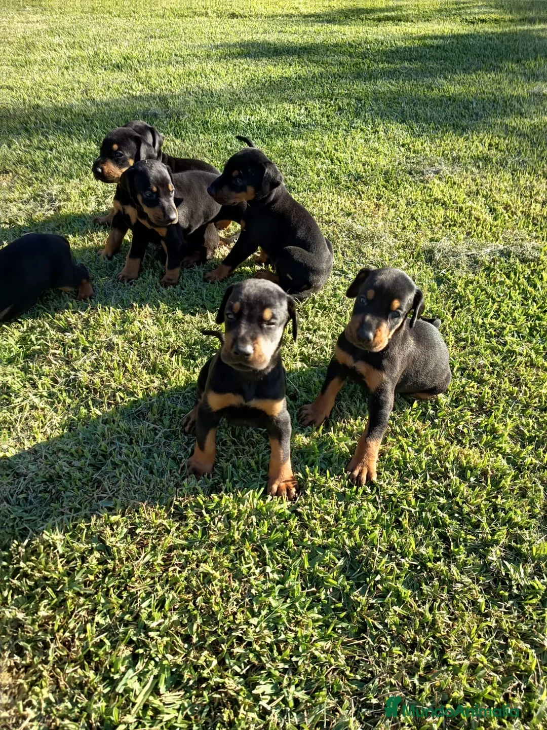Dobermann perros en venta: Disponibles Doberman negros fuego - Anuncio 2