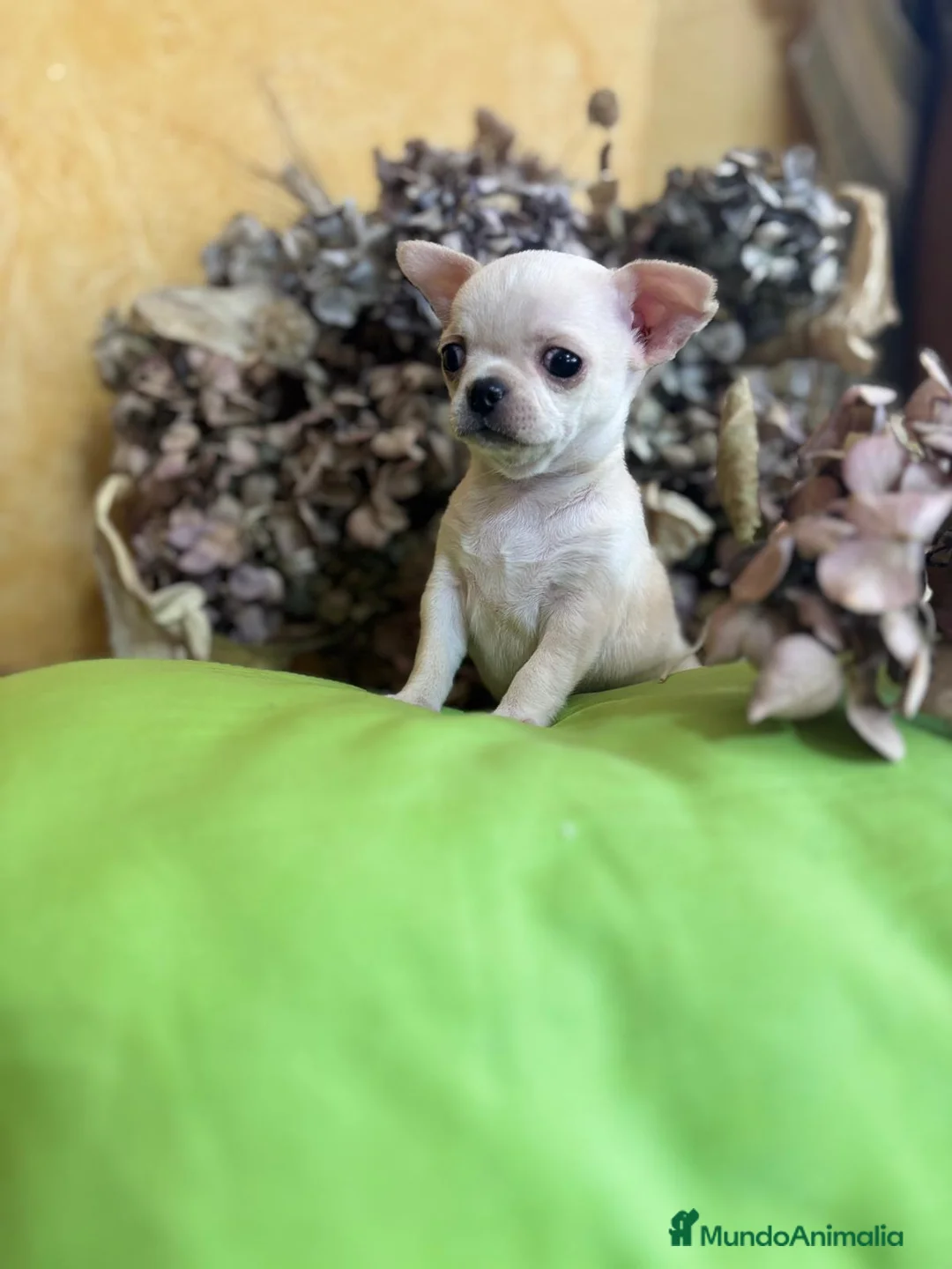 Chihuahua perros en venta: Chihuahua toy macho disponible !! - Anuncio 1