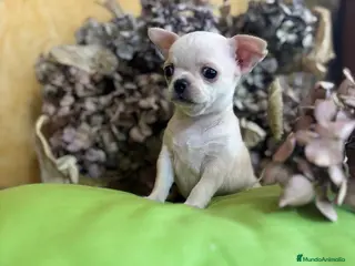 Chihuahua perros Chihuahua toy macho disponible !! - Anuncio 1