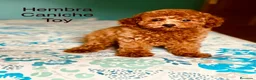 Caniche Toy perros en venta: Caniche Toy hembra disponible !!! - Anuncio 3