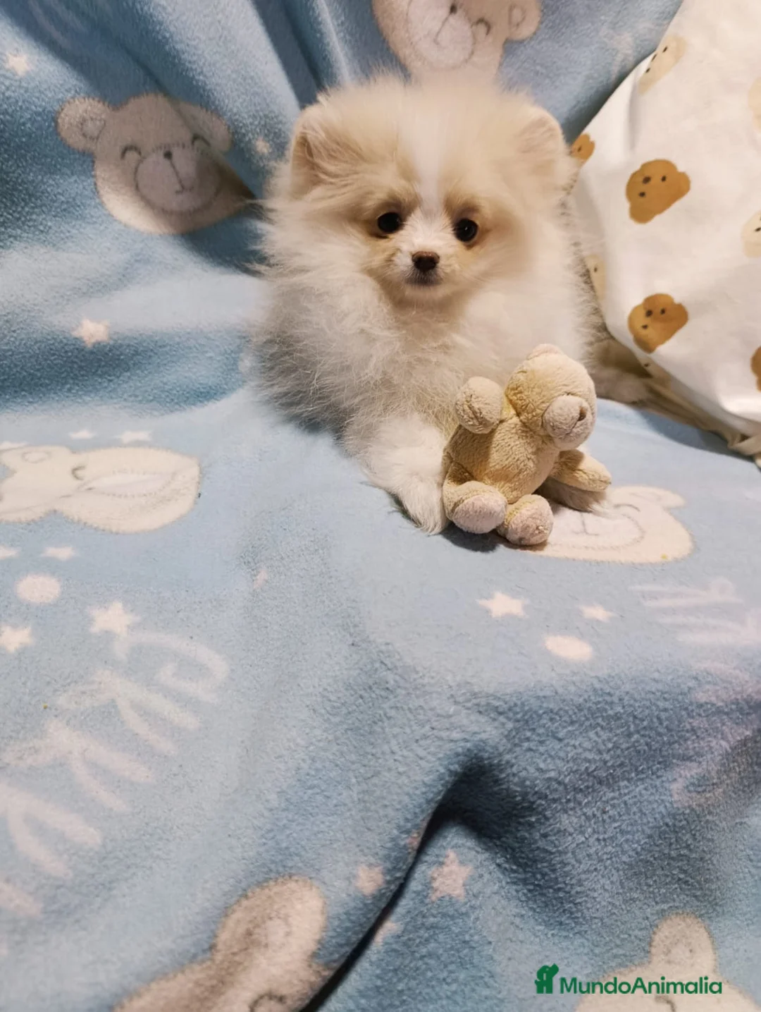 Pomerania perros en venta: Hijos de este preciosa 💎 ejemplar  - Anuncio 2