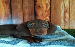 Teckel Miniatura perros en venta: TECKEL - Imagen 6