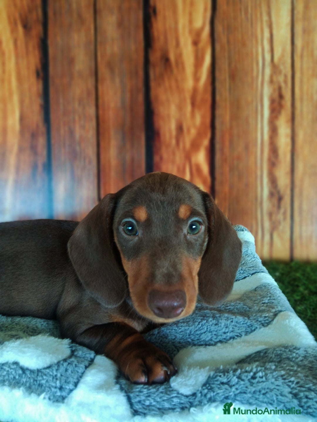 Teckel Miniatura perros en venta: TECKEL - Imagen 6