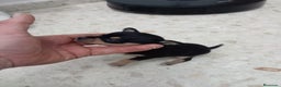 Pinscher Miniatura perros en venta: Pinscher miniatura  - Anuncio 4
