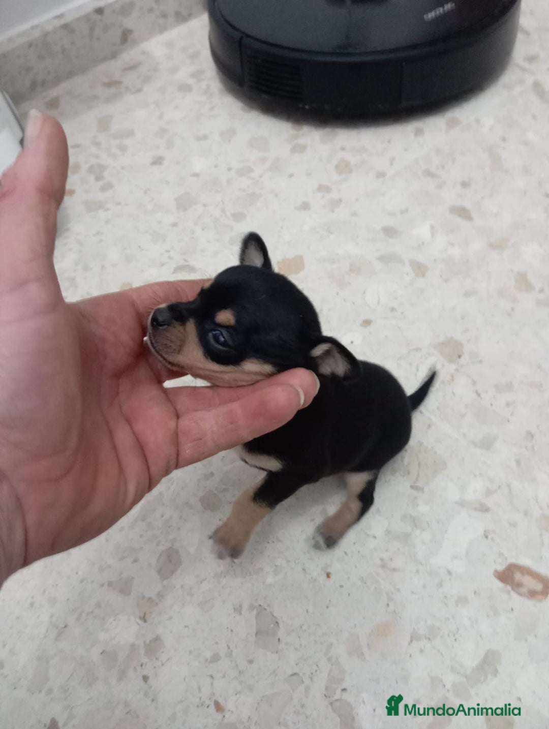 Pinscher Miniatura perros en venta: Pinscher miniatura  - Anuncio 4