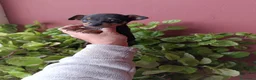 Pinscher Miniatura perros en venta: Pincher miniatura - Anuncio 3