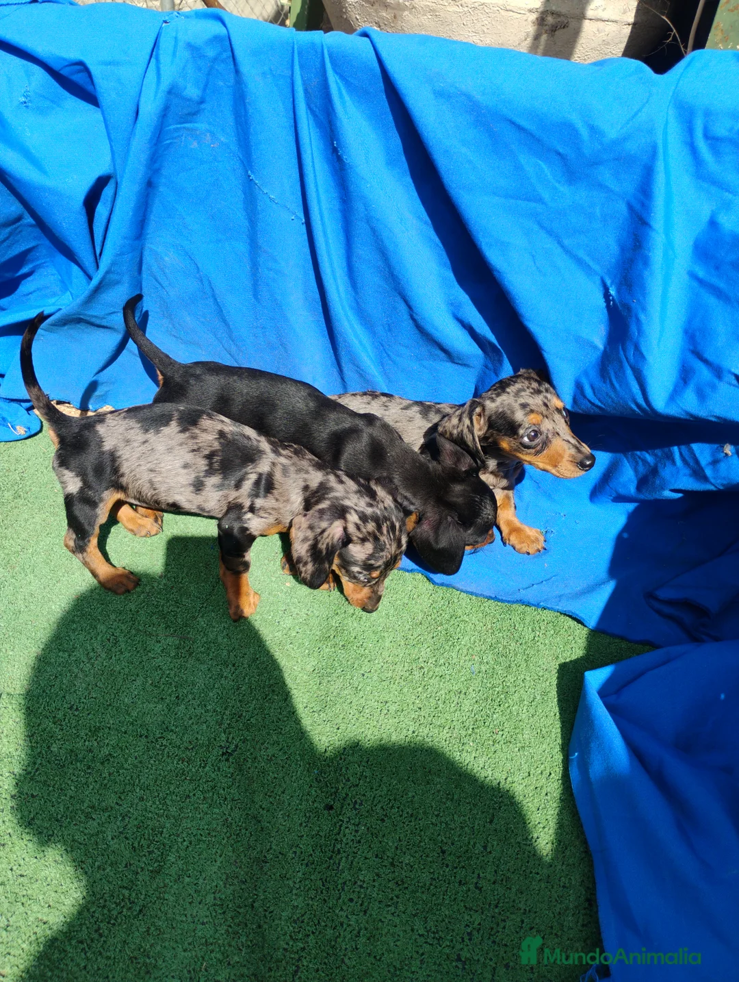 Teckel perros en venta: Hembra teckel arlequín plata miniatura  - Anuncio 5