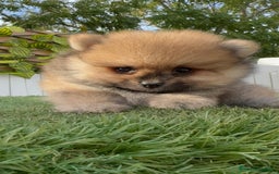 Pomerania perros en venta: POMERANIA - Imagen 2