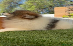 Pomerania perros en venta: POMERANIA MACHO ENVIO A TODA ESPAÑA - Imagen 6