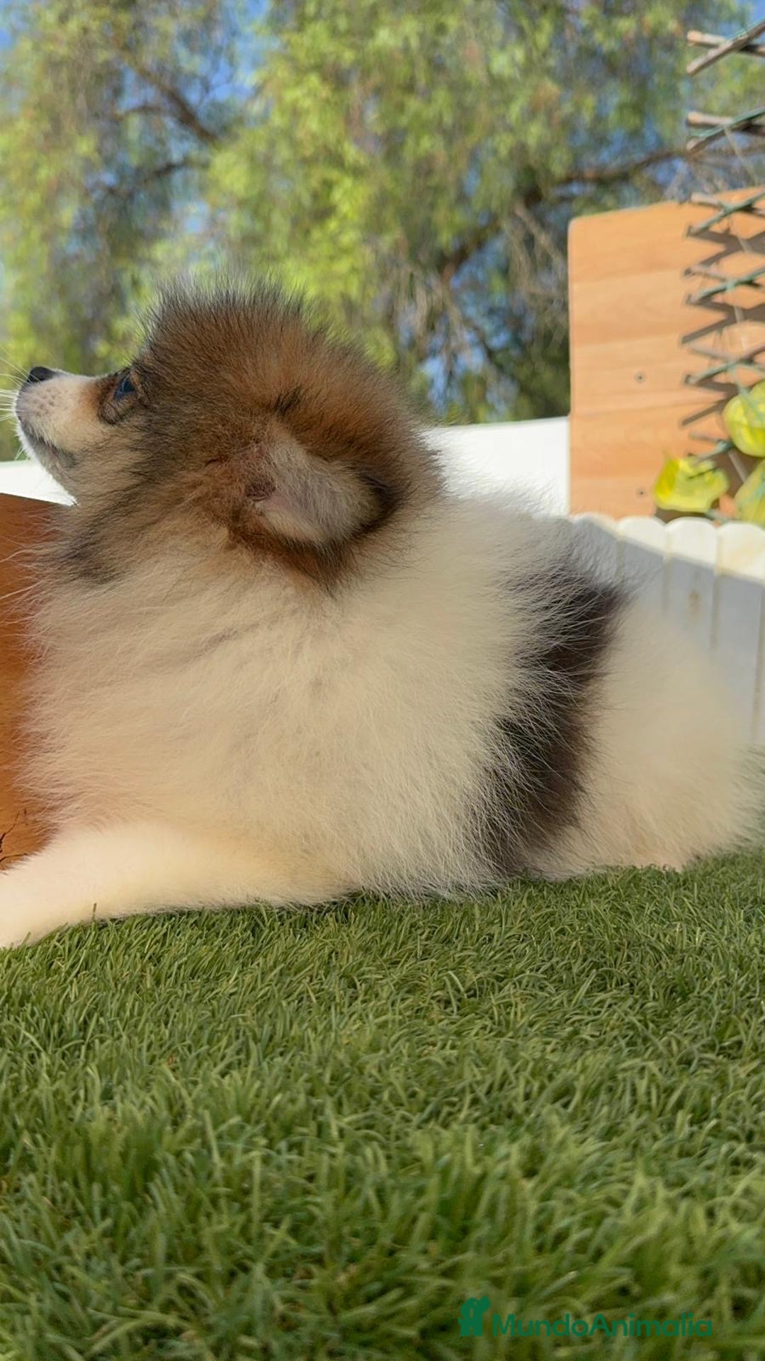 Pomerania perros en venta: POMERANIA MACHO ENVIO A TODA ESPAÑA - Imagen 6