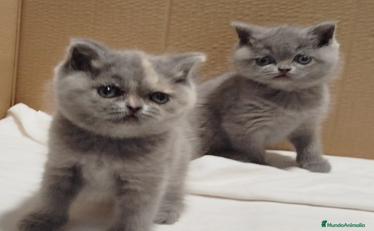 Británico de Pelo Corto Azul gatos - Anuncio 1