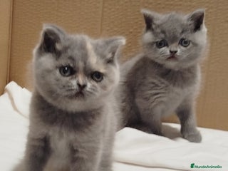Británico de Pelo Corto Azul gatos - Anuncio 1
