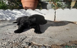 Labrador Retriever perros en venta: LABRADOR - Imagen 10