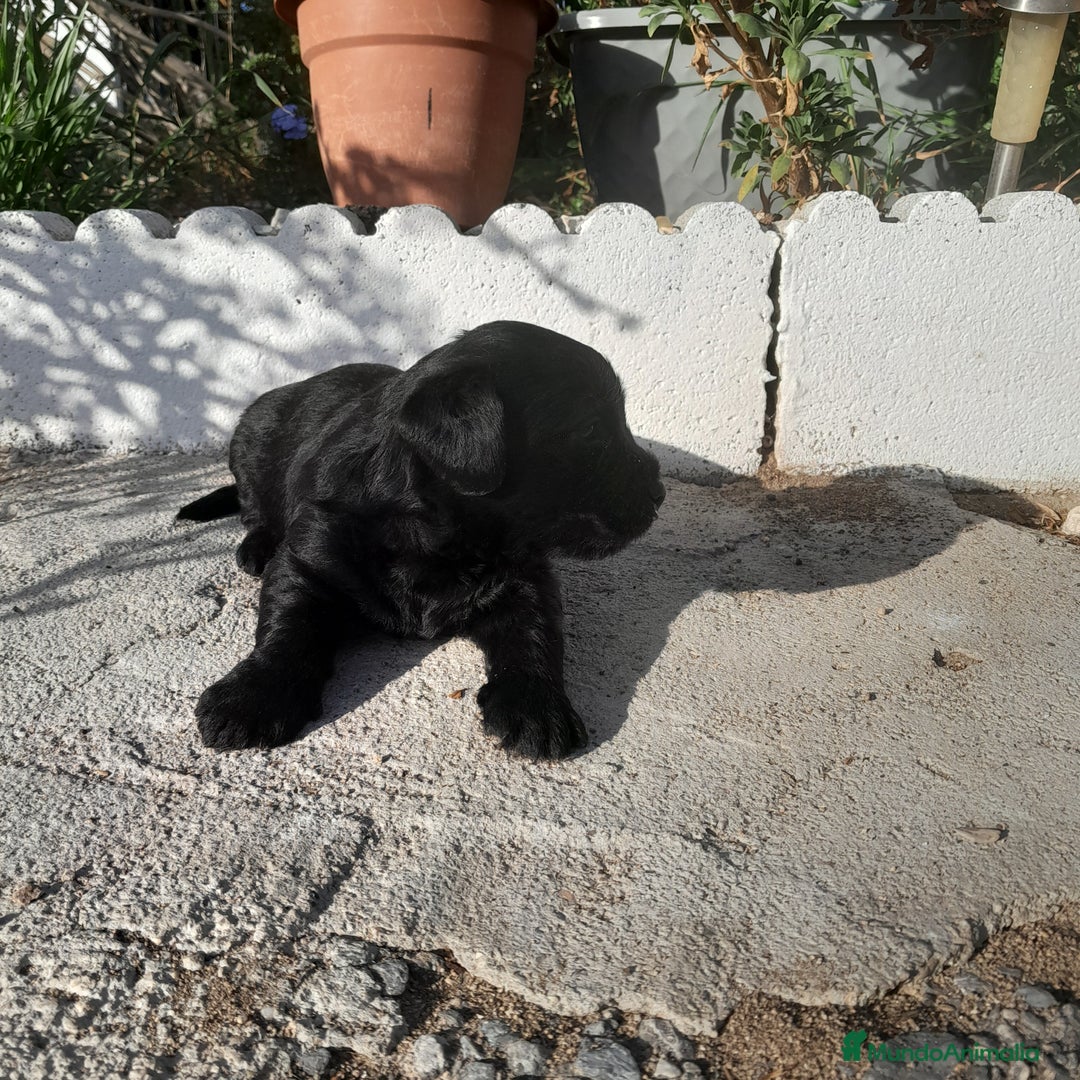 Labrador Retriever perros en venta: LABRADOR - Imagen 10