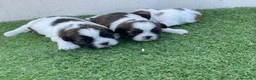Shih Tzu perros en venta: SHIH TZU DEL VALLE - Anuncio 2