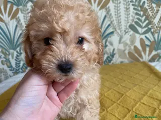 Caniche Toy perros Caniche toy 🧡 macho - Anuncio 32