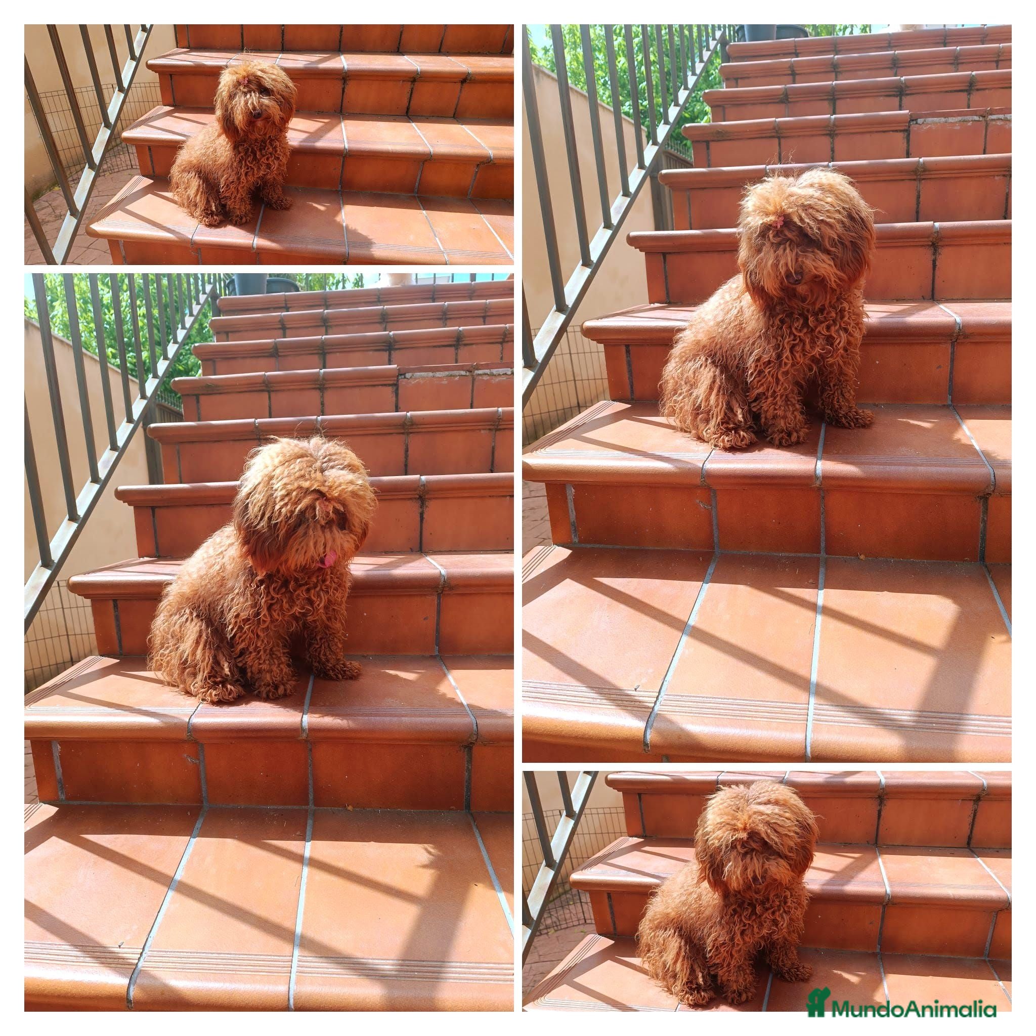 Caniche Toy perros Caniche toy macho - Anuncio 2