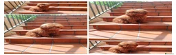 Caniche Toy perros en venta: Caniches toy machos - Anuncio 5