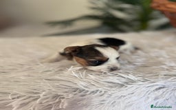 Yorkshire Terrier perros en venta: YORKSHIRE BIEWER HEMBRA - Anuncio 5