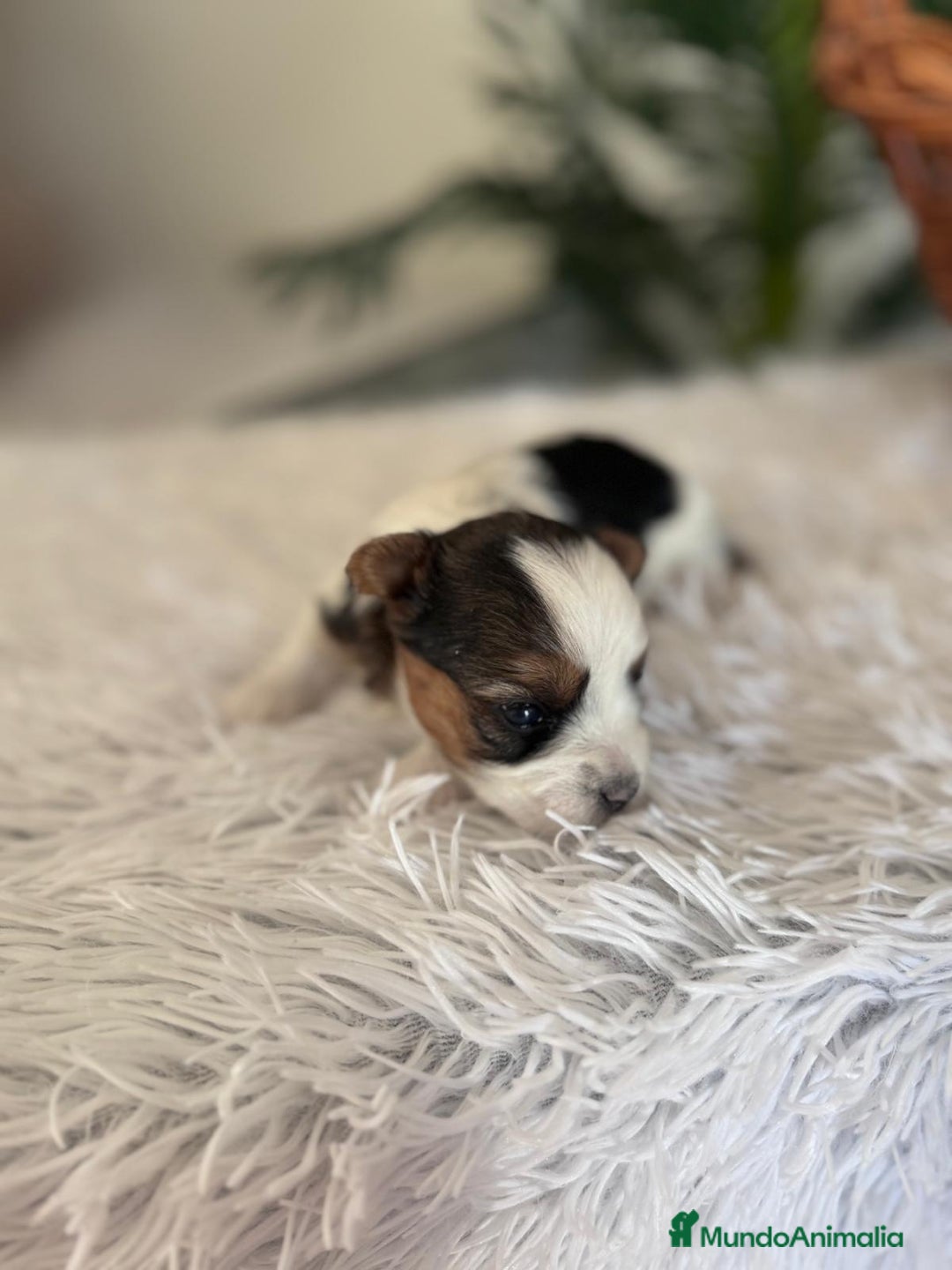 Yorkshire Terrier perros en venta: YORKSHIRE BIEWER HEMBRA - Anuncio 5