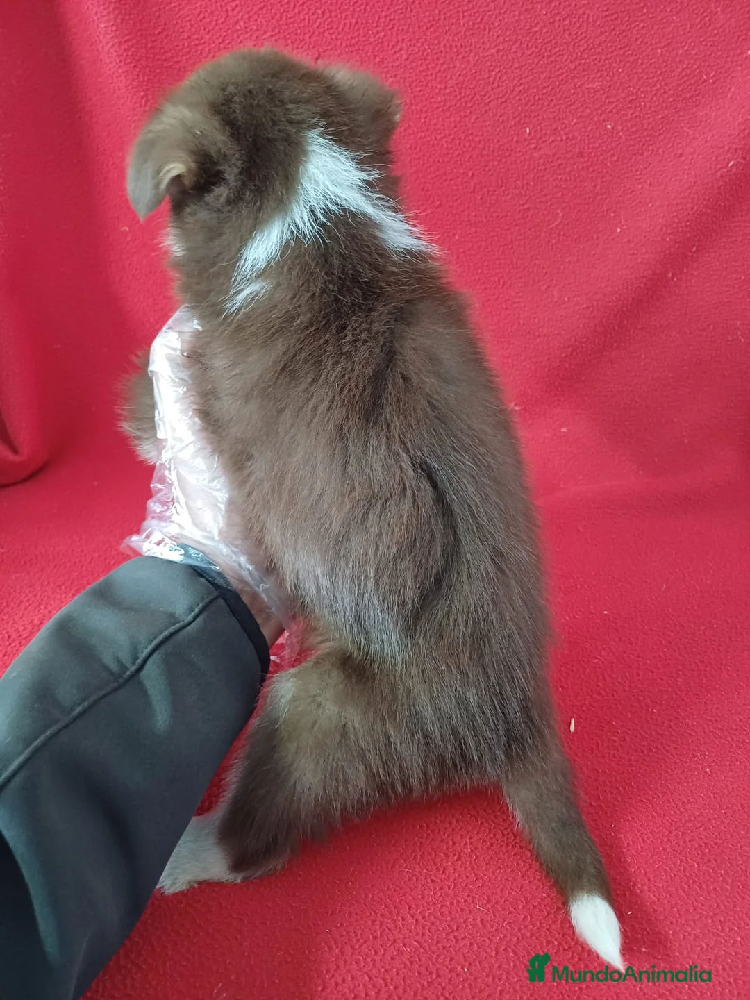 Border Collie perros en venta: Border Collie Chocolate  - Anuncio 4