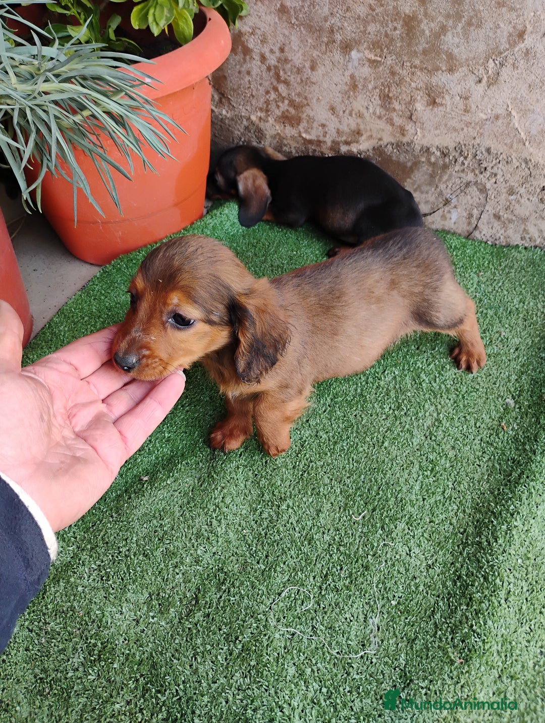 Teckel perros en venta: Machitos teckel miniatura  - Anuncio 7