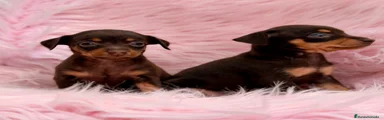 Pinscher Miniatura 4
