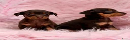 Pinscher Miniatura perros en venta: PINSCHER MINIATURA CHOCOLATE - Anuncio 9