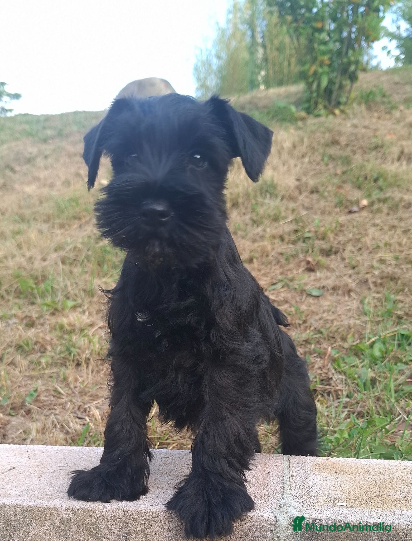 Schnauzer Miniatura perros Schnauzer Mini - Anuncio 2