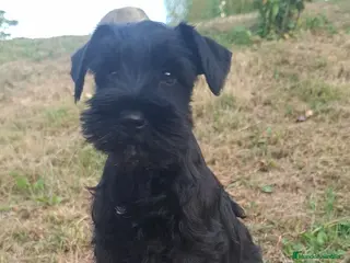 Schnauzer Miniatura perros Schnauzer Mini - Anuncio 1