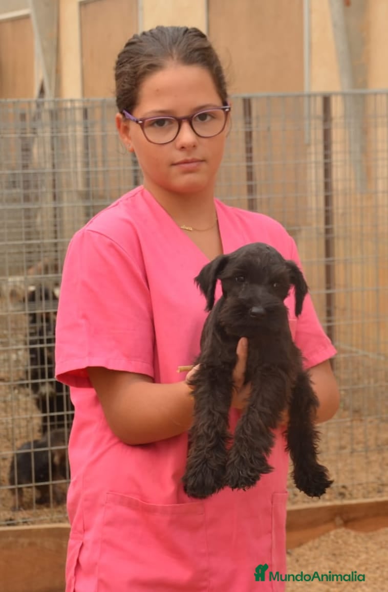 Schnauzer Miniatura perros Schnauzer miniatura negro en Zamora - Anuncio 2