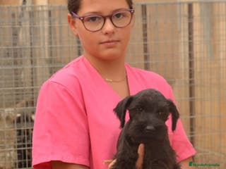 Schnauzer Miniatura perros Schnauzer miniatura negro en Zamora - Anuncio 36