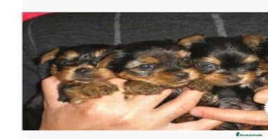 Yorkshire Terrier perros en Alicante - Anuncio 4