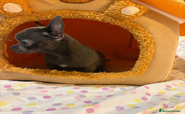 Chihuahua perros - Anuncio 7