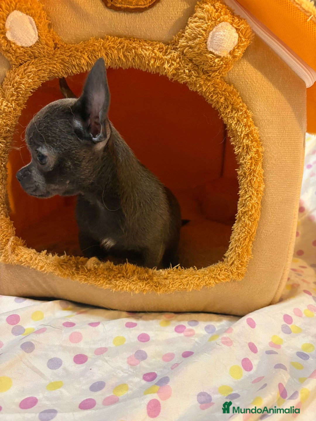 Chihuahua perros en venta: Chihuahua toy blue  - Imagen 1