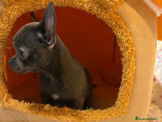 Chihuahua perros - Anuncio 24