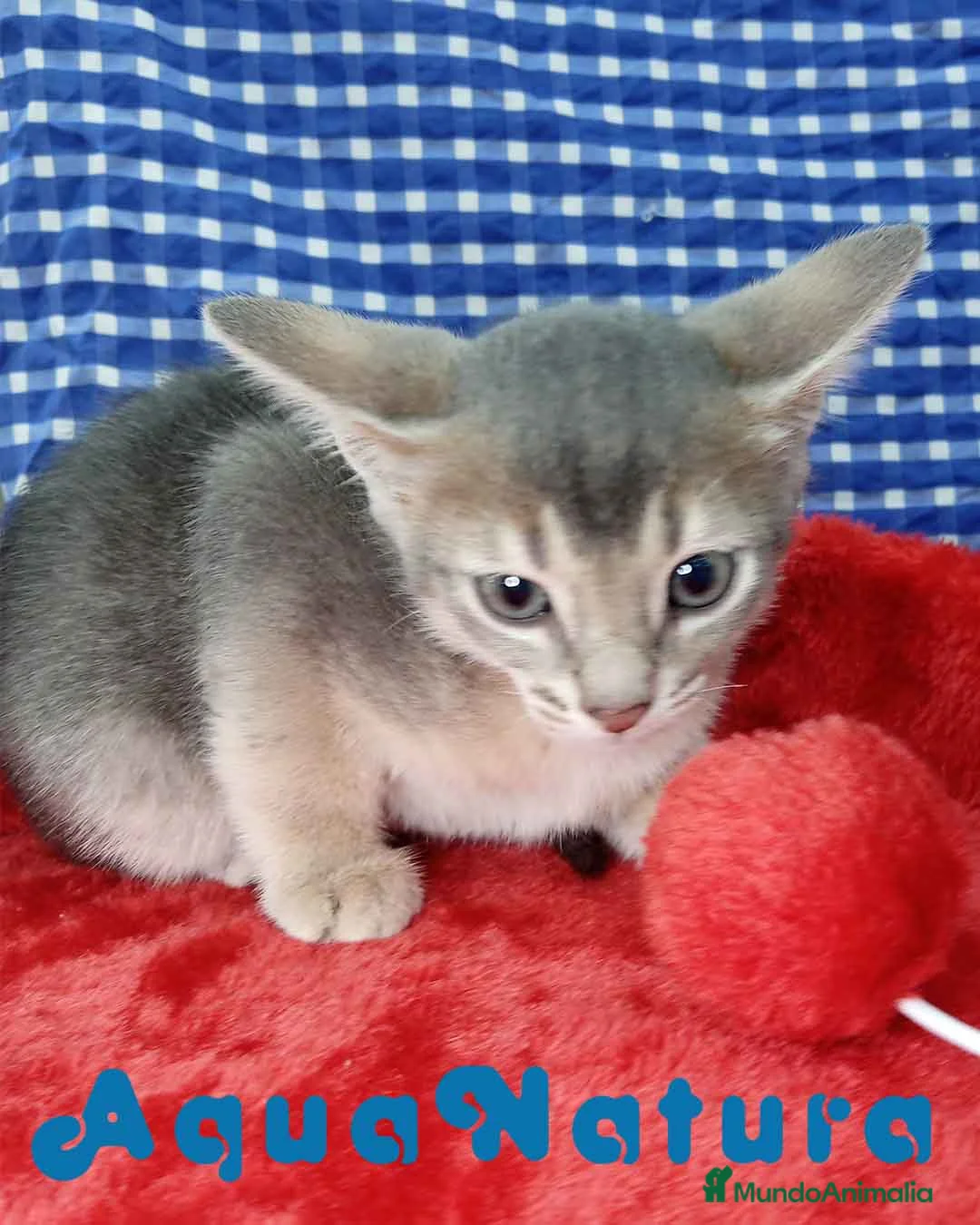 Abisinio gatos en venta:  Abisinio Macho de Mia 4176 - AQUANATURA en Barcelona - Anuncio 5