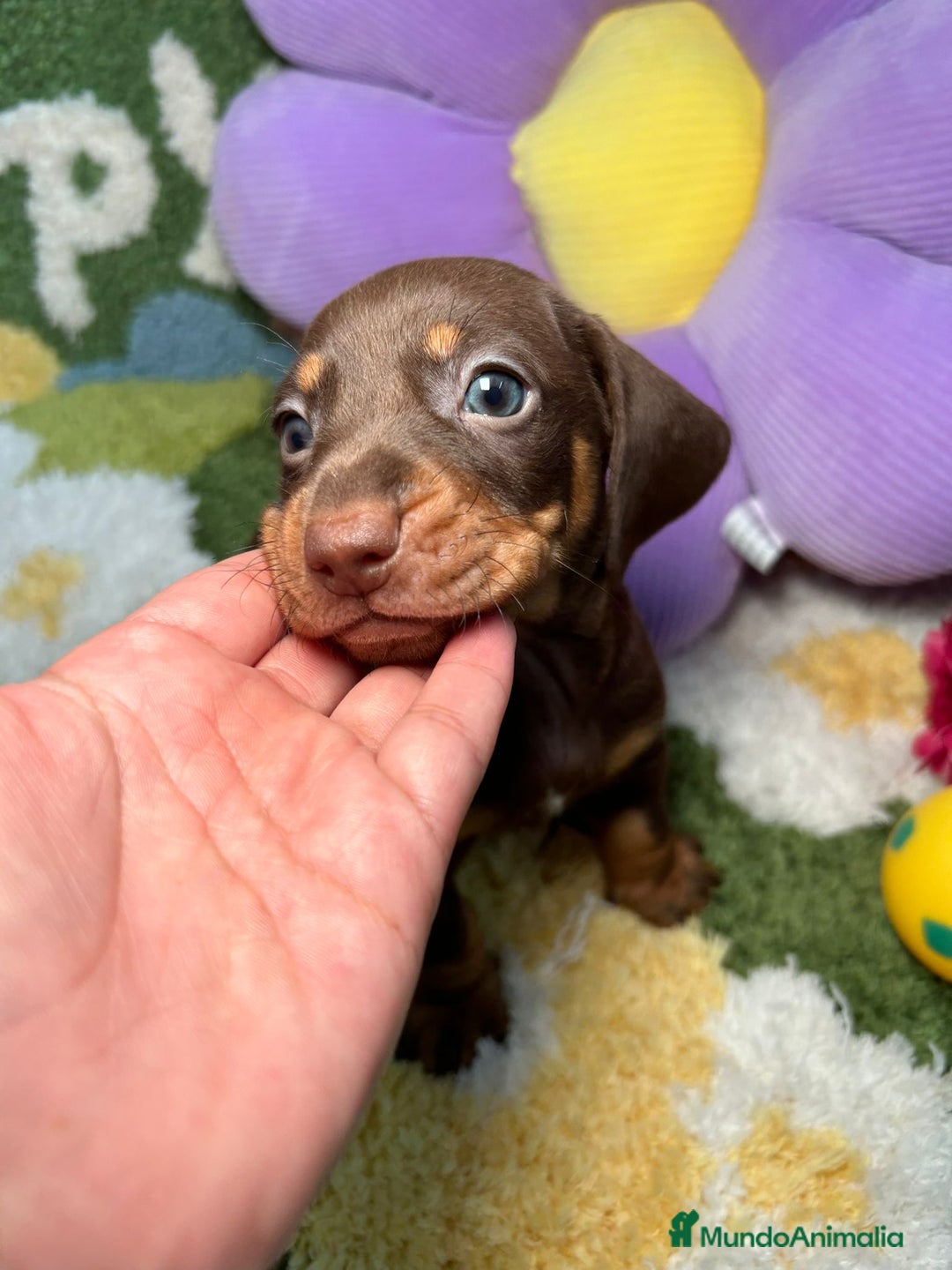 Teckel perros en venta: Teckel Kaninchen Chocolate Macho en Madrid - Imagen 2