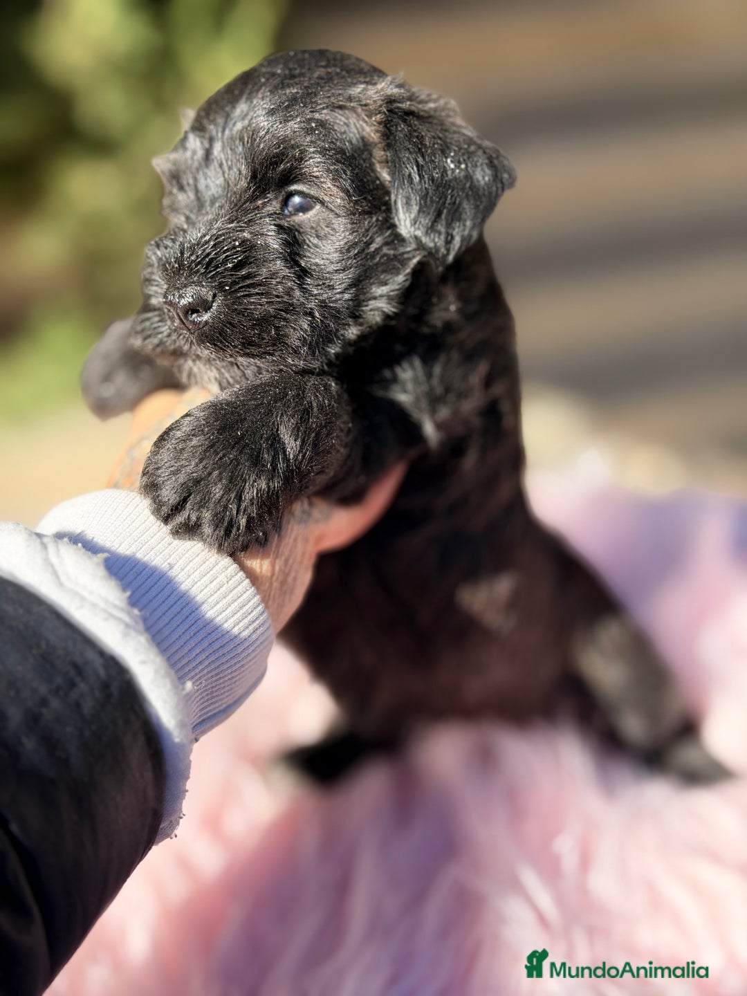 Schnauzer Miniatura perros en venta: Schnauzer mini azabache   - Anuncio 9