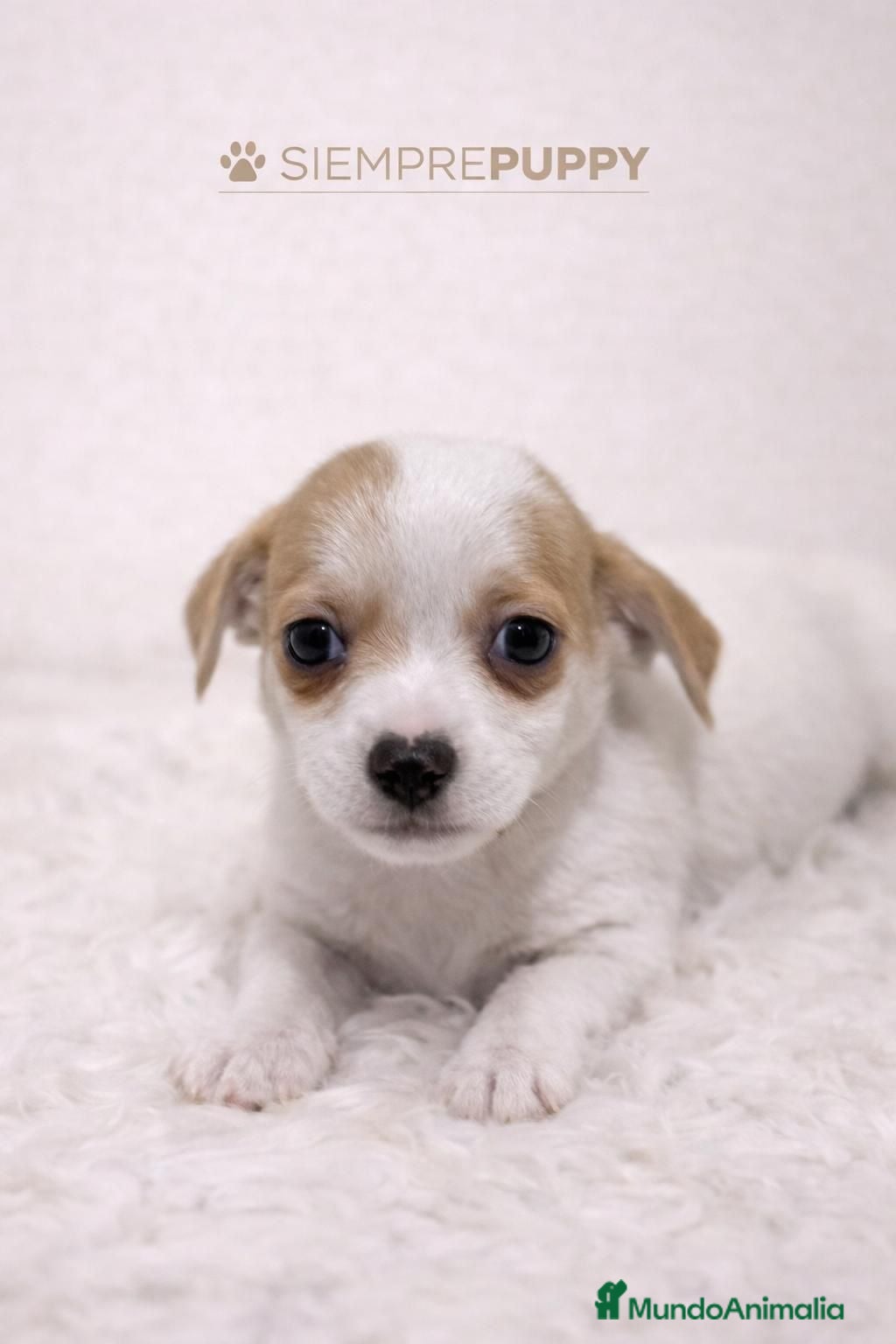 Jack Russell Terrier perros JACK RUSSELL TERRIER PATA CORTA - Anuncio 2