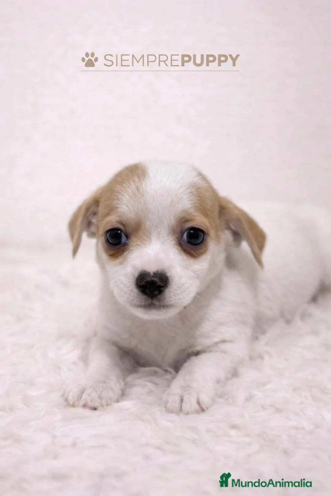 Jack Russell Terrier perros en venta: JACK RUSSELL TERRIER PATA CORTA - Anuncio 1