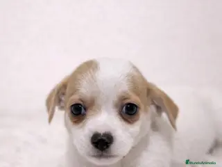 Jack Russell Terrier perros JACK RUSSELL TERRIER PATA CORTA - Anuncio 2