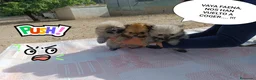 Pomerania perros en venta: PRECIOSOS POMERANIAS MACHITOS - Anuncio 2