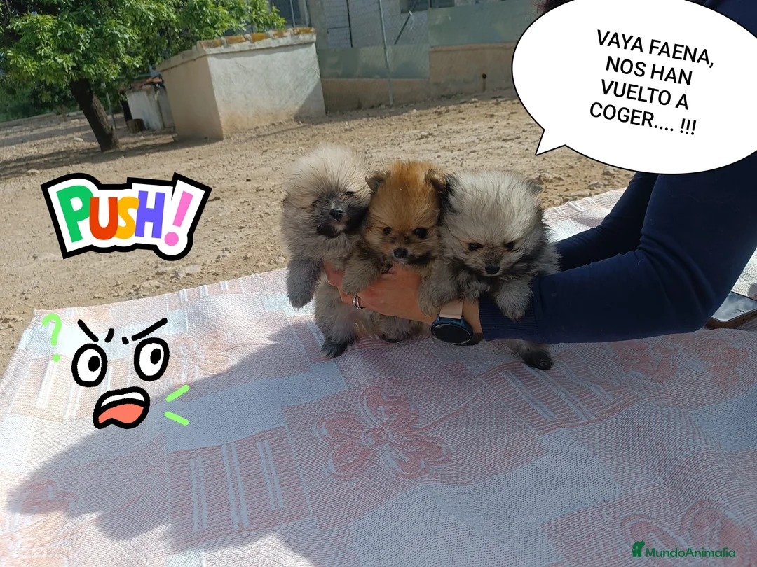 Pomerania perros en venta: PRECIOSOS POMERANIAS MACHITOS - Anuncio 2