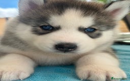 Husky Siberiano perros en venta: Cachorro husky - Imagen 1