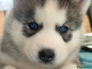 Husky Siberiano perros - Anuncio 8